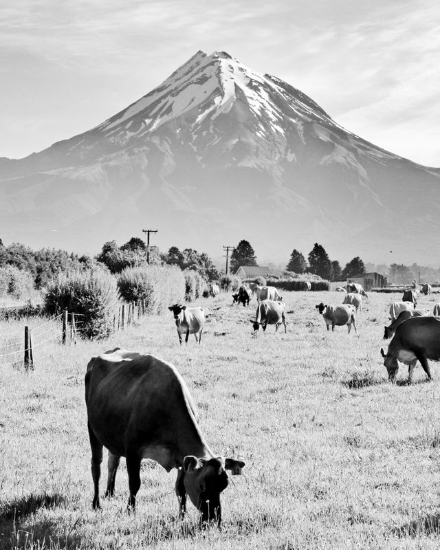 Dairy cattle grazing below a snow-capped volcanic cone